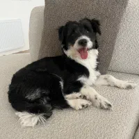 واگذار سگ|سگ|اردبیل, |دیوار