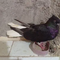 09390163511|سیمکارت|اهواز, کوی علوی|دیوار