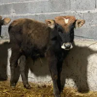 گوساله نر ورزاکوله دو راس