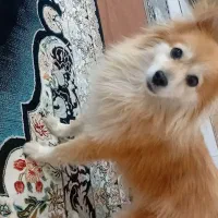 پامر معاوضه با موتور و لب تاپ تو ضیحات|سگ|پاکدشت, حصار امیر|دیوار