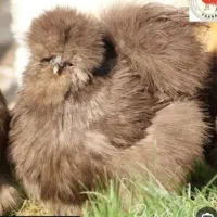 مرغ ابریشمی