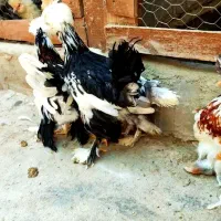 نیمچه با کیفیت برهماکوشین سبرایت پولندلهستان سلطان|حیوانات مزرعه|اصفهان, بوستان ناژوان|دیوار