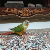 طوطی گرینجیک|پرنده|ماهدشت, |دیوار