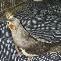 جوجه عروس هلندی