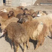 بره فروشی اوتتاخ|حیوانات مزرعه|اصلاندوز, |دیوار