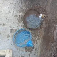 قفس طرقه،مناسب