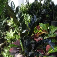 گل دیفن باخیا بهترین هدیه روز مادر|گل و گیاه طبیعی|مشهد, تلگرد|دیوار