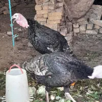 بوقلمون نر(معاوضه باچیزی نمیشه)|حیوانات مزرعه|مشکین‌دشت, |دیوار