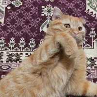 واگذاری همدمِ زیبا|گربه|نیشابور, کوی فرهنگیان|دیوار