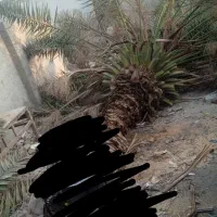 قطع نخل رایگان با اره برقی|خدمات باغبانی و درختکاری|میناب, |دیوار