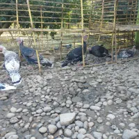 بوقلمون ماده کرچ شو|حیوانات مزرعه|جویبار, |دیوار