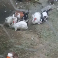 خرگوش