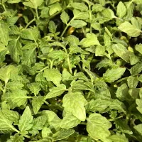 نشا انواع صیفی جات|خدمات باغبانی و درختکاری|رامشیر, |دیوار