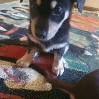 واگذاری دوبرمن مینیاتور پینچر اصیل(دوبرمن پاکوتاه)|سگ|گنبد کاووس, |دیوار