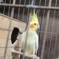 نر لوتینو|پرنده|بروجرد, |دیوار