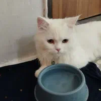 گربه پرشین 6ماه سفید