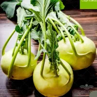 فروش نشا کلم قمری