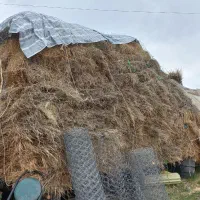 یونجه و علف