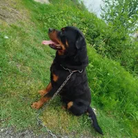 سگ‌ روت وایلر برای جفت آلمانی