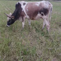 ۵راس گاو حامله|حیوانات مزرعه|رشت, گیل|دیوار