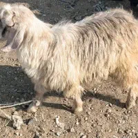 فروش و تهیه بزغاله