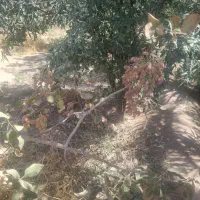 زمین فروشی پشت هتل علمدار|فروش زمین و ملک کلنگی|بافق, |دیوار