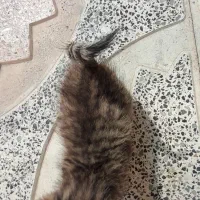 توله گربه (رایگان)|گربه|شیراز, جوادیه|دیوار