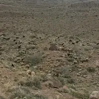 بز و کهر میش وبره