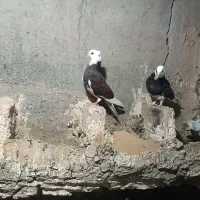 کبوتر|پرنده|میناب, |دیوار