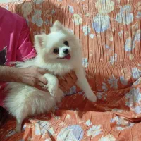 پامرین عروسکی|سگ|بندرعباس, |دیوار