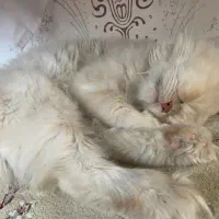 گربه|گربه|قزوین, |دیوار