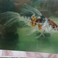 ماهی گیاه خوار (کوی)