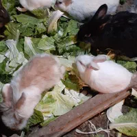 خرگوشهای خوشگل وبازیگوش به تعداد زیاد|موش و خرگوش|میاندوآب, |دیوار