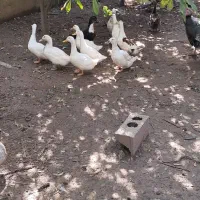 اردک مگ مگی