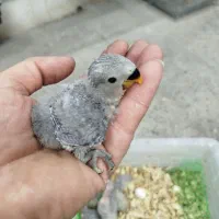 جوجه برزیلی همه رنگ.گرینچیک راهب خورشیدی|پرنده|پاکدشت, پاکدشت (مامازند)|دیوار