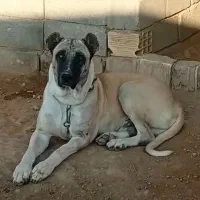 یک جفت سگ سرابی دوزدیده شده