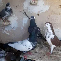 کفتر کبوتر ۲۳،۲۴ تا هستن رنگی سینه ساده جوان|پرنده|مشهد, شهید شهریاری|دیوار