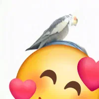 عروس هلندی گم شده