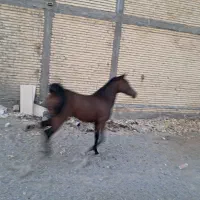 ااسب مادیان کرد