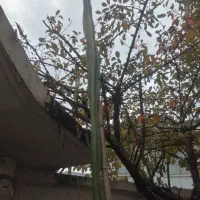 تعدادی وسایلمنزل در حد نو ب فروش میرسد|فرش|لاهیجان, آهندان|دیوار