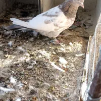 سینه سوسنی طوقی سوسنی