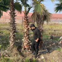 پالم واشنگتن