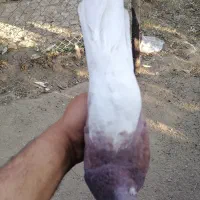 کبوتر