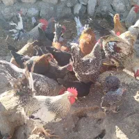 فروش خروس گلین و کوردی|حیوانات مزرعه|کارزان, |دیوار