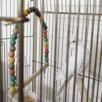 عروس هلندی آلبینو نر|پرنده|شاهین‌شهر, شهرک ردانی پور|دیوار