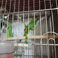 پرنده،دان،لوازم،اسباب بازی ها،ویتامین ودارو