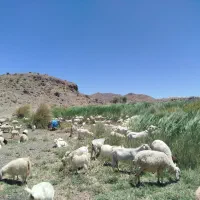 فروش گله بز کرکی با یه ماده الاغ گله ای اروم|حیوانات مزرعه|بافت, |دیوار