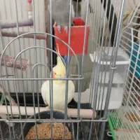 دوتا عروس هلندی با قفس و وسایل