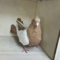 سینه ماده|پرنده|آشخانه, |دیوار