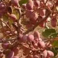 زمین ملک|فروش زمین و ملک کلنگی|بوئین زهرا, |دیوار